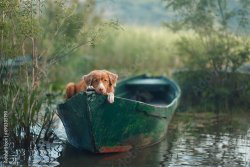 A Nova Scotia Duck Tolling Retriever aboard a canoe surveys the waters. Dog Poised and watchful, the dog embodies the essence of river adventures photo