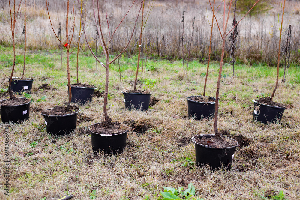 fruit tree seedlings planted in nursery growing containers on an agricultural field fruit tree seedlings planted in nursery growing containers on an agricultural field