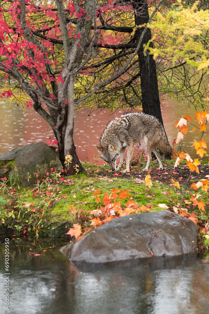 Coyote (Canis latrans) Sniffs at Leaf on Island Autumn