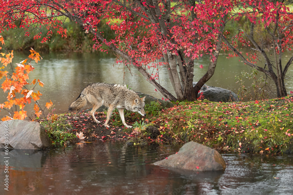 Coyote (Canis latrans) Walks Along Island Head Down Autumn