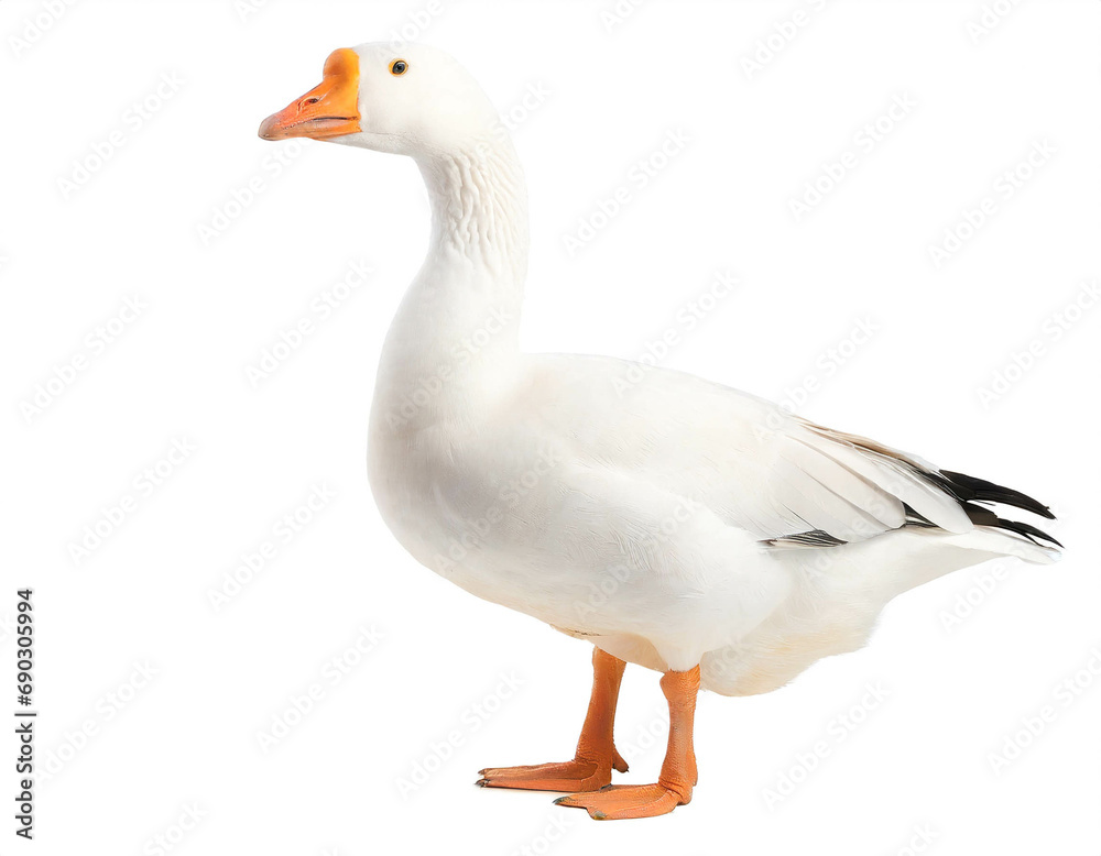Goose isolated on white background, cutout Goose isolated on white background, cutout