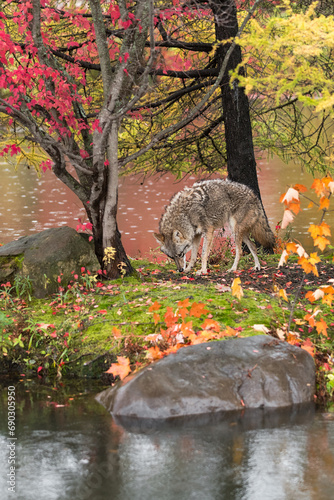 Obraz na płótnie Coyote (Canis latrans) Sniffs at Leaf on Island Autumn w salonie