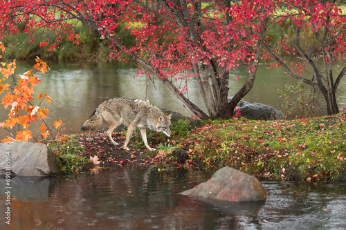 Obraz na płótnie Coyote (Canis latrans) Walks Along Island Head Down Autumn w salonie