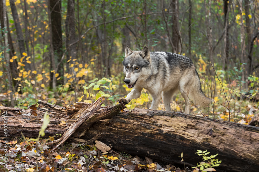 Grey Wolf (Canis lupus) Paw Up to Step Over Log Autumn