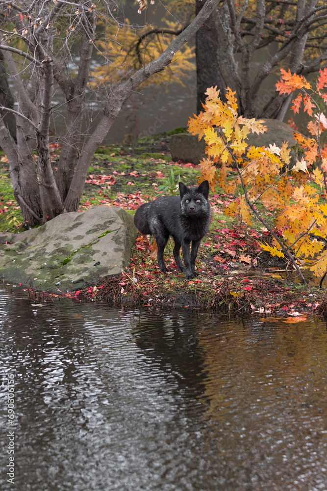 Silver Fox (Vulpes vulpes) at Edge of Island Looking Up Autumn