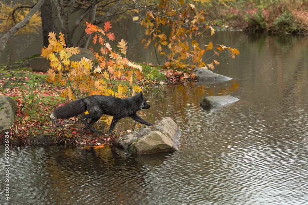 Silver Fox (Vulpes vulpes) Steps From Island to Rock Autumn
