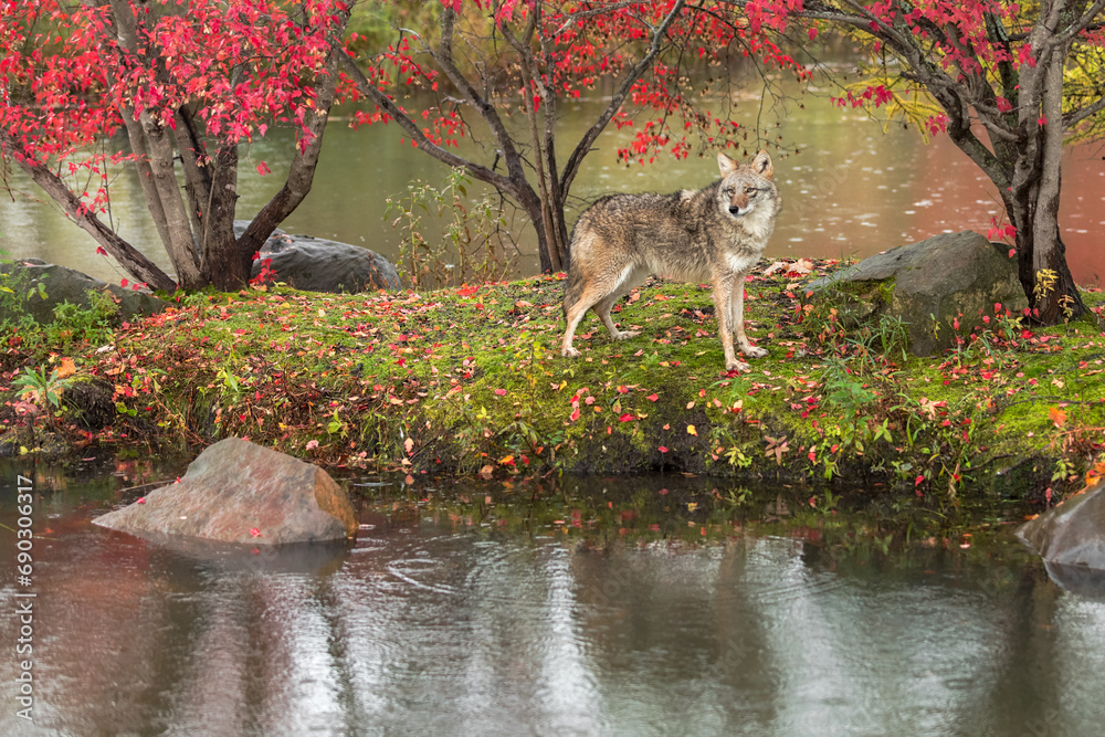 Coyote (Canis latrans) Looks to Left Ears Up on Island Autumn