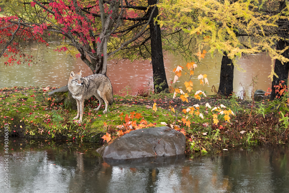 Coyote (Canis latrans) Looks to Right On Island Autumn