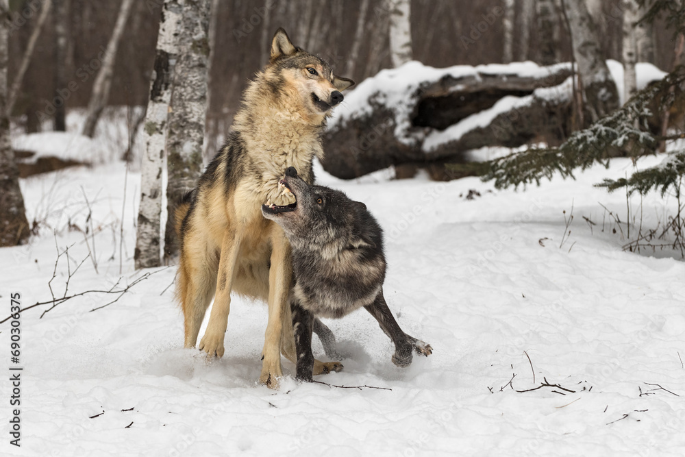 Black Phase Grey Wolf (Canis lupus) Snaps at Packmate Winter