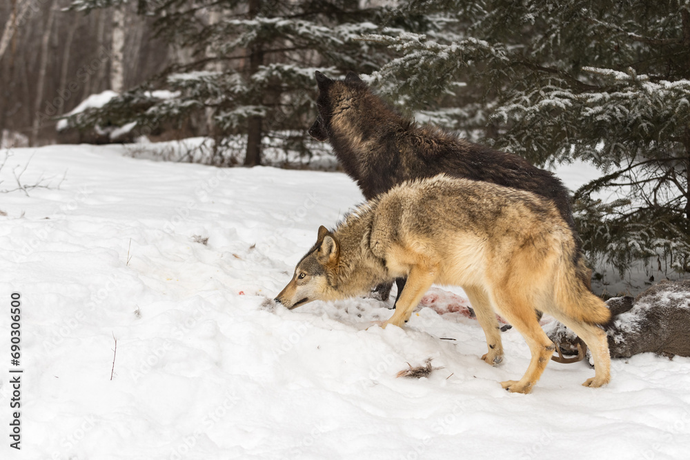 Grey Wolves (Canis lupus) Stand Looking and Sniffing Left Winter