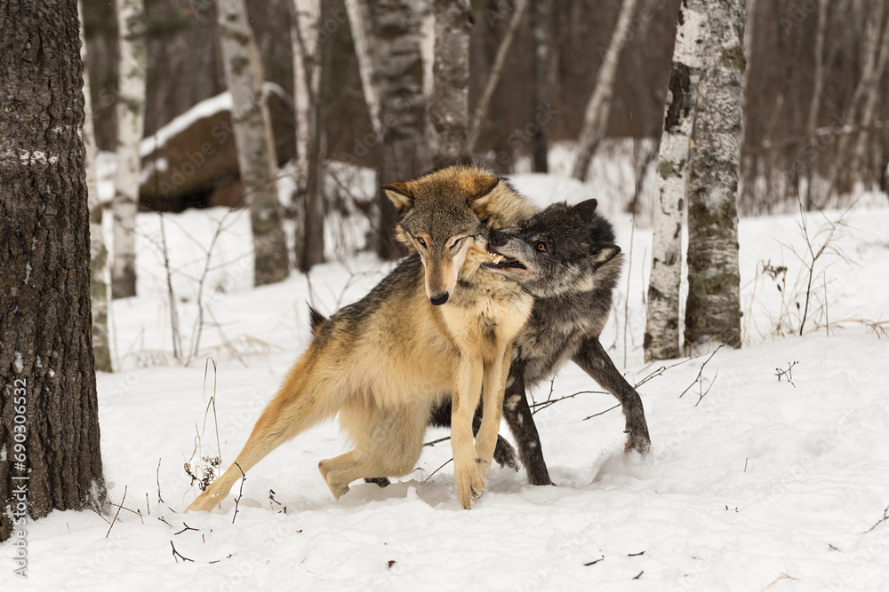 Black Phase Grey Wolf (Canis lupus) Bites Packmates Neck Winter