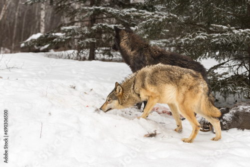 Obraz na płótnie Grey Wolves (Canis lupus) Stand Looking and Sniffing Left Winter w salonie