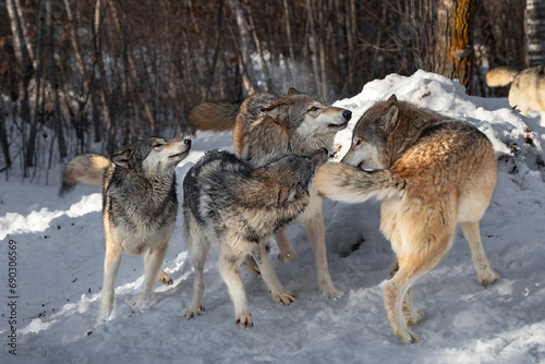 Obraz na płótnie Grey Wolf Pack (Canis lupus) Mills Sniffing in Greeting Winter w salonie