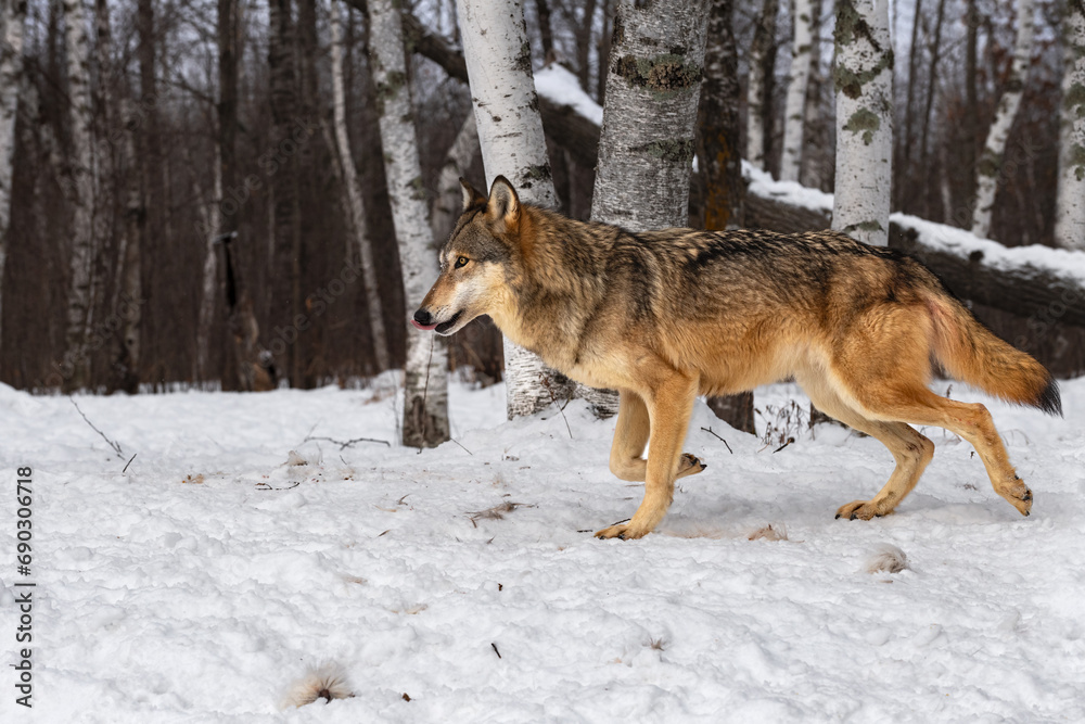 Grey Wolf (Canis lupus) Trots Left Licking Nose Past Birches Winter