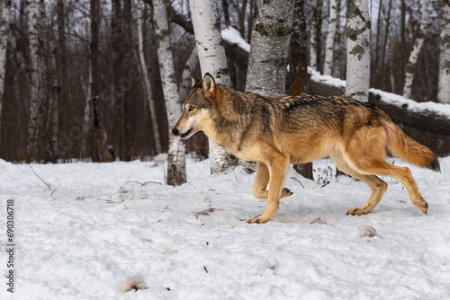 Obraz na płótnie Grey Wolf (Canis lupus) Trots Left Licking Nose Past Birches Winter w salonie