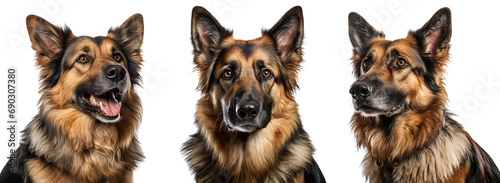 Collection of German shepherd dogs portrait with brown and black fur, in different poses, isolated on white background