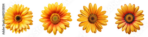 Collection of yellow and orange daisy flowers isolated against a white background