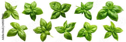 Collection of fresh green basil leaves isolated against a white background