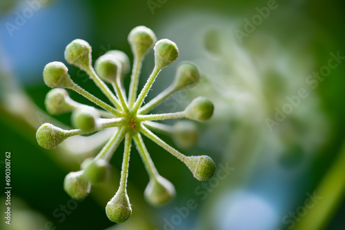 Flower umbels of Common or English ivy (Hedera helix). Macro close up of fresh greenish buds ressembling an atomic molecule with small hairy balls rich in nectar for insects growing to fruit berries. photo