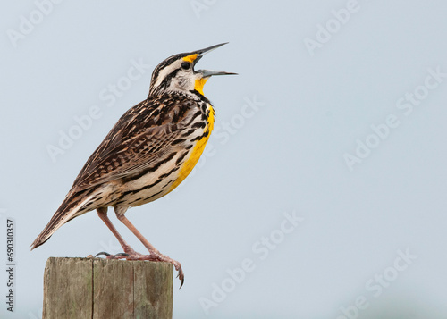 An Eastern Meadowlark (Sturnella magna) singing atop a fence post at Kissimmee Prairie Preserve, Florida, against a light background with space for text. They are native to North American grasslands. photo
