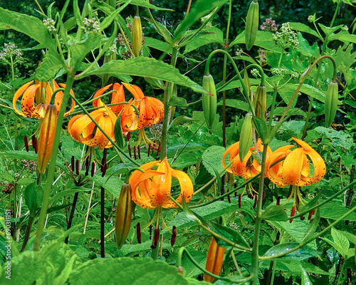 Turk's Cap Lily, Lilium superbum photo