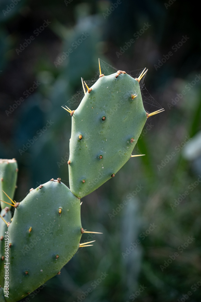 cactus leaf and long thorns it. Opuntia humifusa. cactus leaf and long thorns it. Opuntia humifusa.