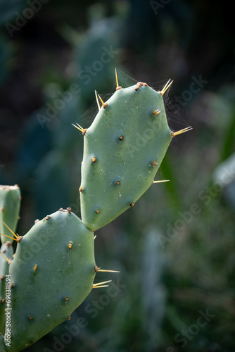 cactus leaf and long thorns it. Opuntia humifusa. 