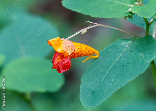 Side view of Jewelweed, Impatiens capensis. The showy flower is orange with red spots and a nectar spur in the back. It is an annual plant in the balsam family. native to parts of North America. 