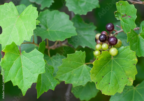 A close-up of a horizontal native Wild Muscadine grapevine, Vitis rotundifolia, with leaves and a small bunch of grapes in various stages of ripeness. 