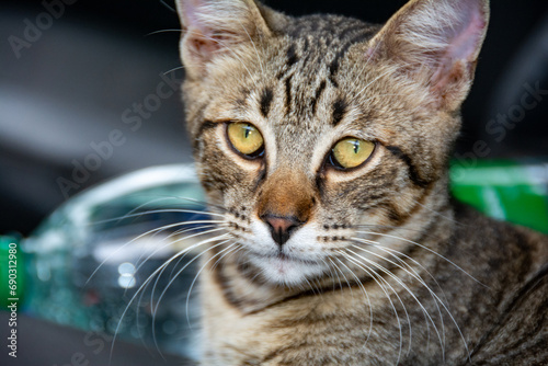Fototapeta Naklejka Na Ścianę i Meble -  Portrait of a gray striped cat