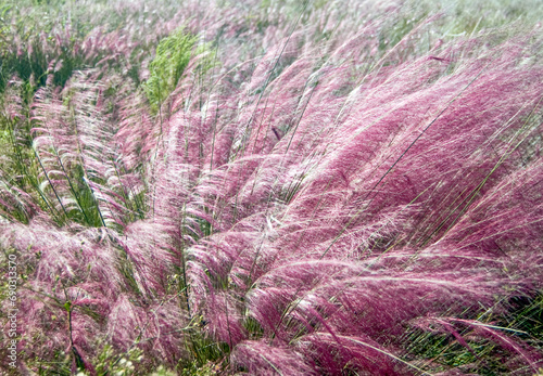 Muhlenbergia capillaris, Muhly Grass. An image of the windswept silky purplish to pink plumes of this native ornamental grass.