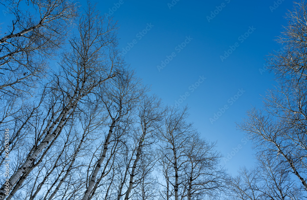 Looking up at a forest of leafless aspen trees with light colored trunks. The sky is clear blue with room for copy.
Looking up at a forest of leafless aspen trees with light colored trunks. The sky is clear blue with room for copy.