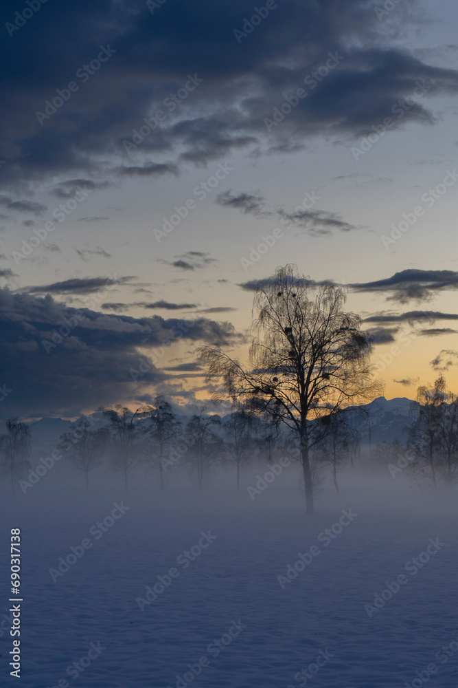 Obraz premium Trees in evening light in winter landscape with snow and misty fog