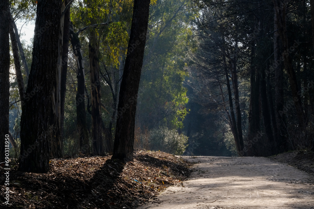 Obraz premium Large trees make way for a path in the forest