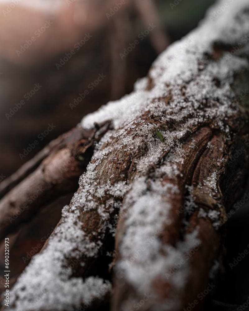 Fototapeta premium snow on the tree roots