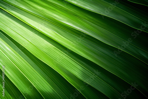 Close up green palm leaf texture  leaf of Bottle Plam tree.