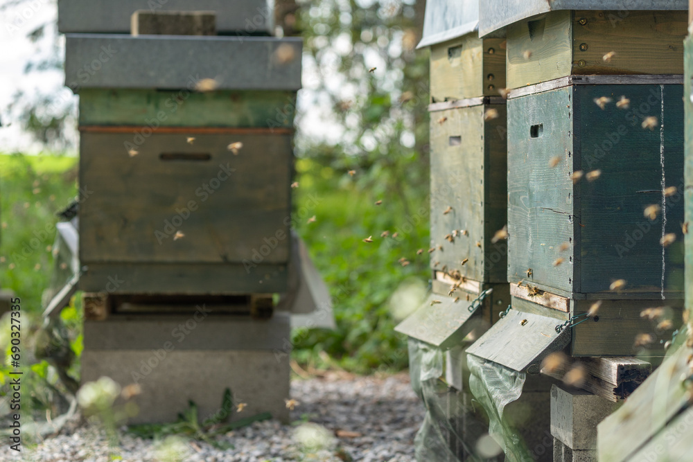 Bienenstock im Aufblühender Frühlingswald im April Bienenstock im Aufblühender Frühlingswald im April