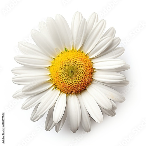 Daisy flower isolated on white background © MaxSimplify