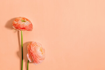 Wandcirkels Pantone 2024 Peach Fuzz Ranonkel in zachte perzikkleur  © Diana Vyshniakova