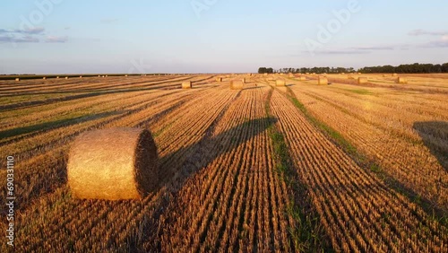 Many bales of wheat straw twisted into rolls with long shadows after wheat harvest lie on field during sunset sunrise. Flying over straw bales rolls on field. Aerial drone view. Agricultural landscape photo
