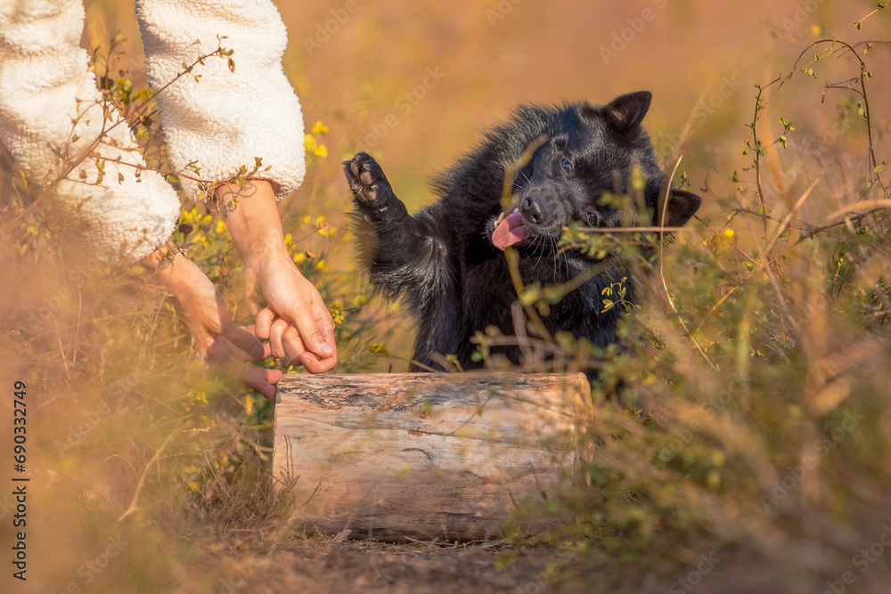 black schipperke puppy plays with the owner's hands black schipperke puppy plays with the owner's hands