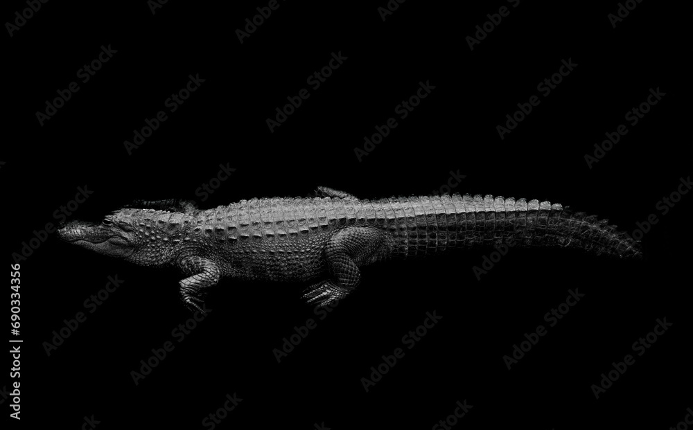 Alligator in Florida in Black & White
