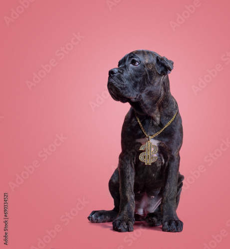 one cane corso puppy on a colored background