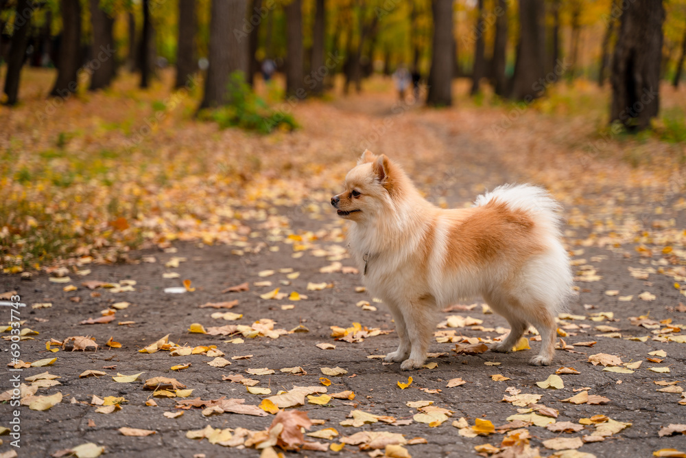 German Pomeranian dog in the autumn park