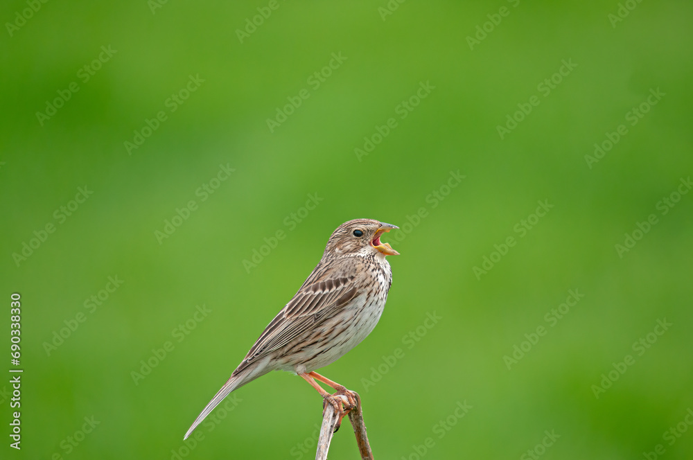 Corn Bunting (Emberiza calandra) singing on a branch. Green blurred background. Corn Bunting (Emberiza calandra) singing on a branch. Green blurred background.