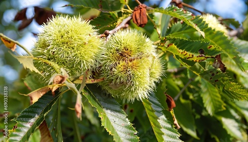 chestnuts on the tree weather ripening suitable as a background