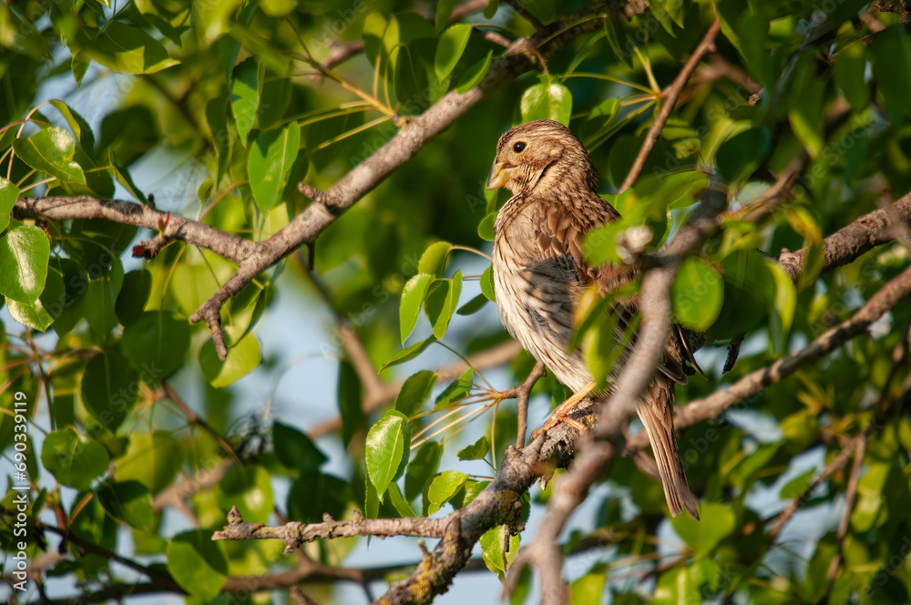 Egyptian bunting (Emberiza calandra) among branches of mixed-leaved trees. Egyptian bunting (Emberiza calandra) among branches of mixed-leaved trees.