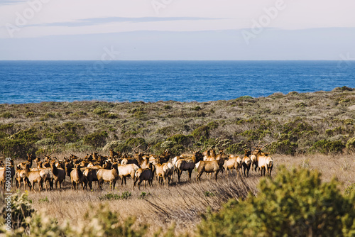A herd of elk on California coast photo