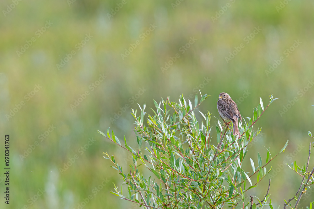 Egyptian bunting (Emberiza calandra) on green leafy tree branch. Green background.