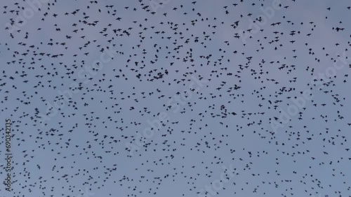 Thousands of birds take off at the same time from large tree and fill the sky as they fly away.
